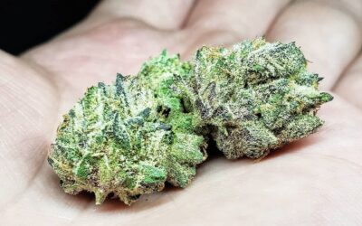 Alien Mints Strain: A Potent and Aromatic Hybrid
